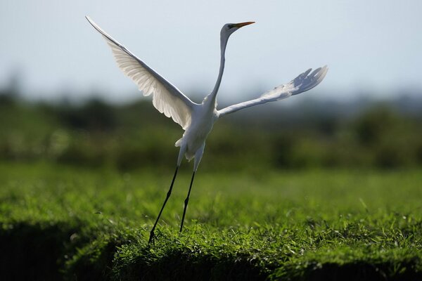 Bird dance on the grass