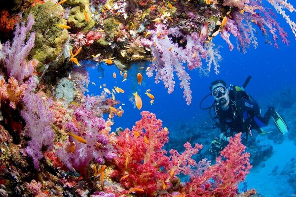 Captivating the underwater world with the gaze of a diver