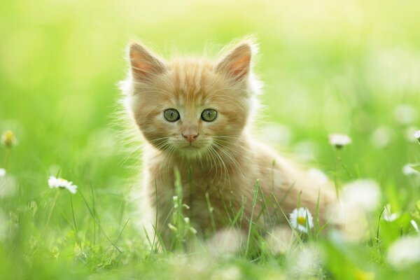 Chaton roux chasse dans l herbe verte sur le terrain