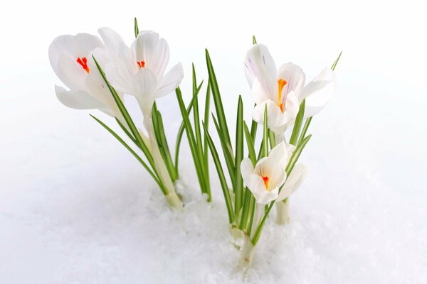 Las primaveras de primavera se abrieron paso hacia afuera