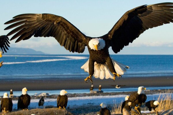 Hermosa enorme águila