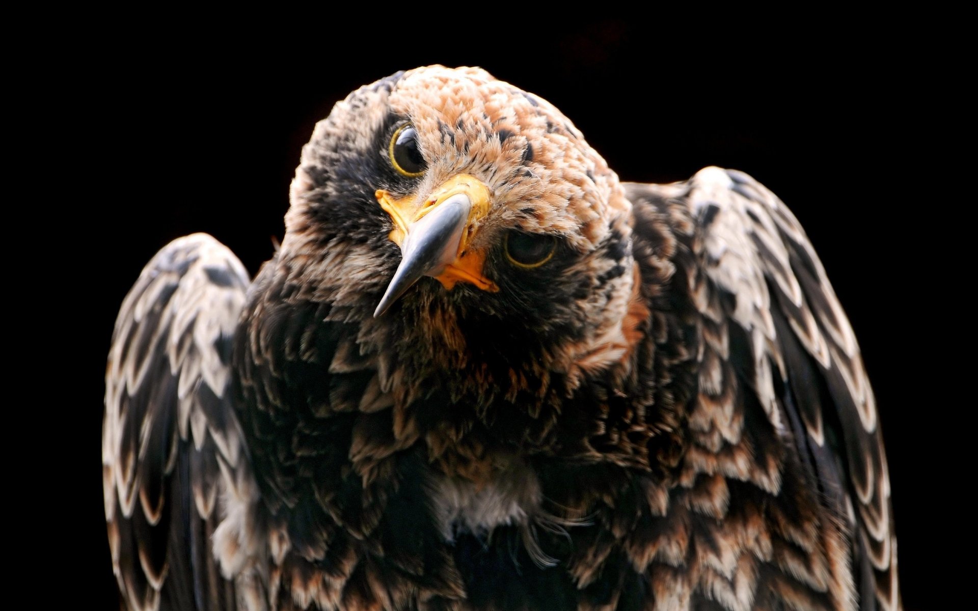 aigle oiseau à la recherche vue prédateur tête animaux oiseaux yeux à plumes