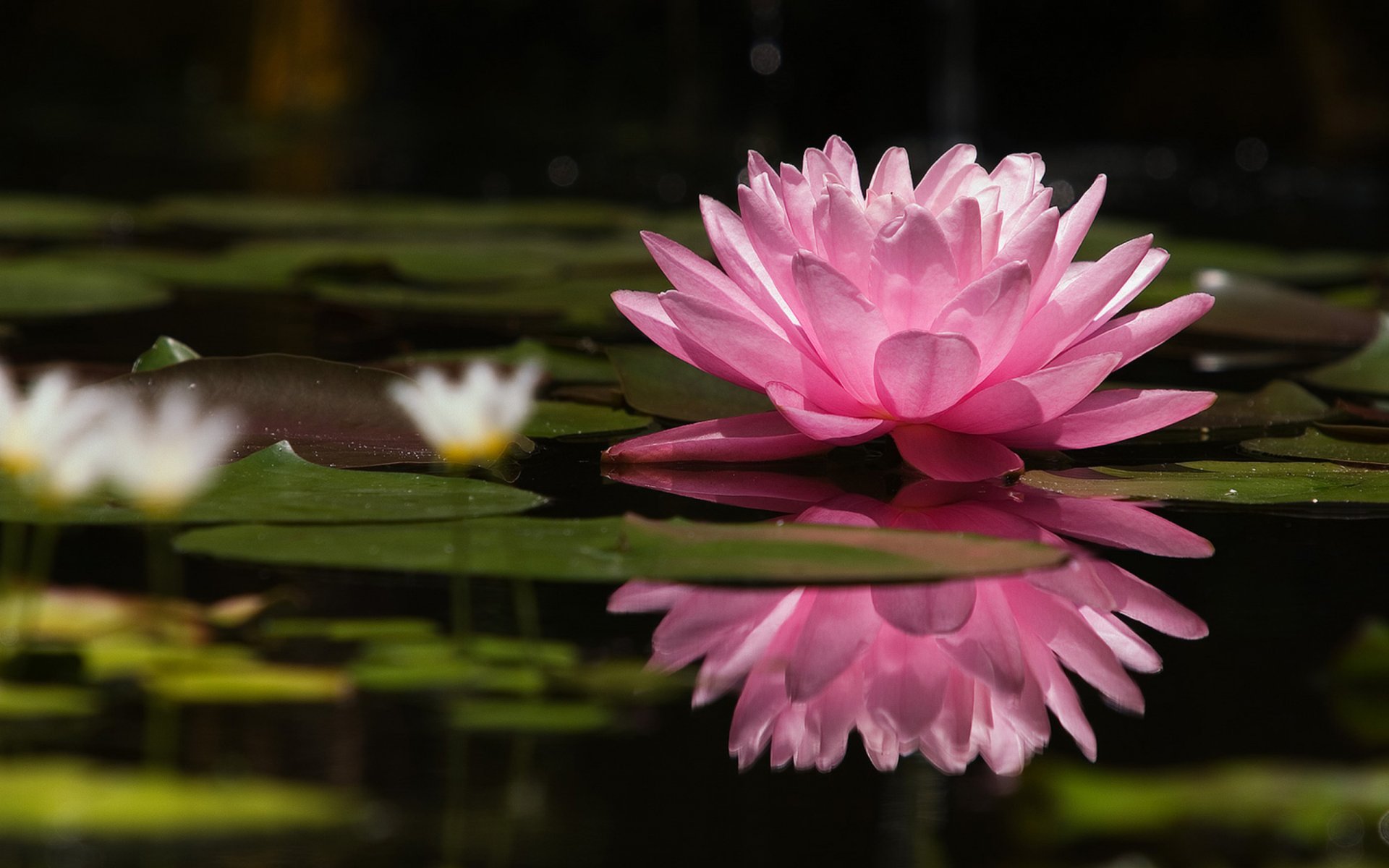 natura fiore giglio d acqua loto ninfea rosa stagno stagno riflessione fiore rosa