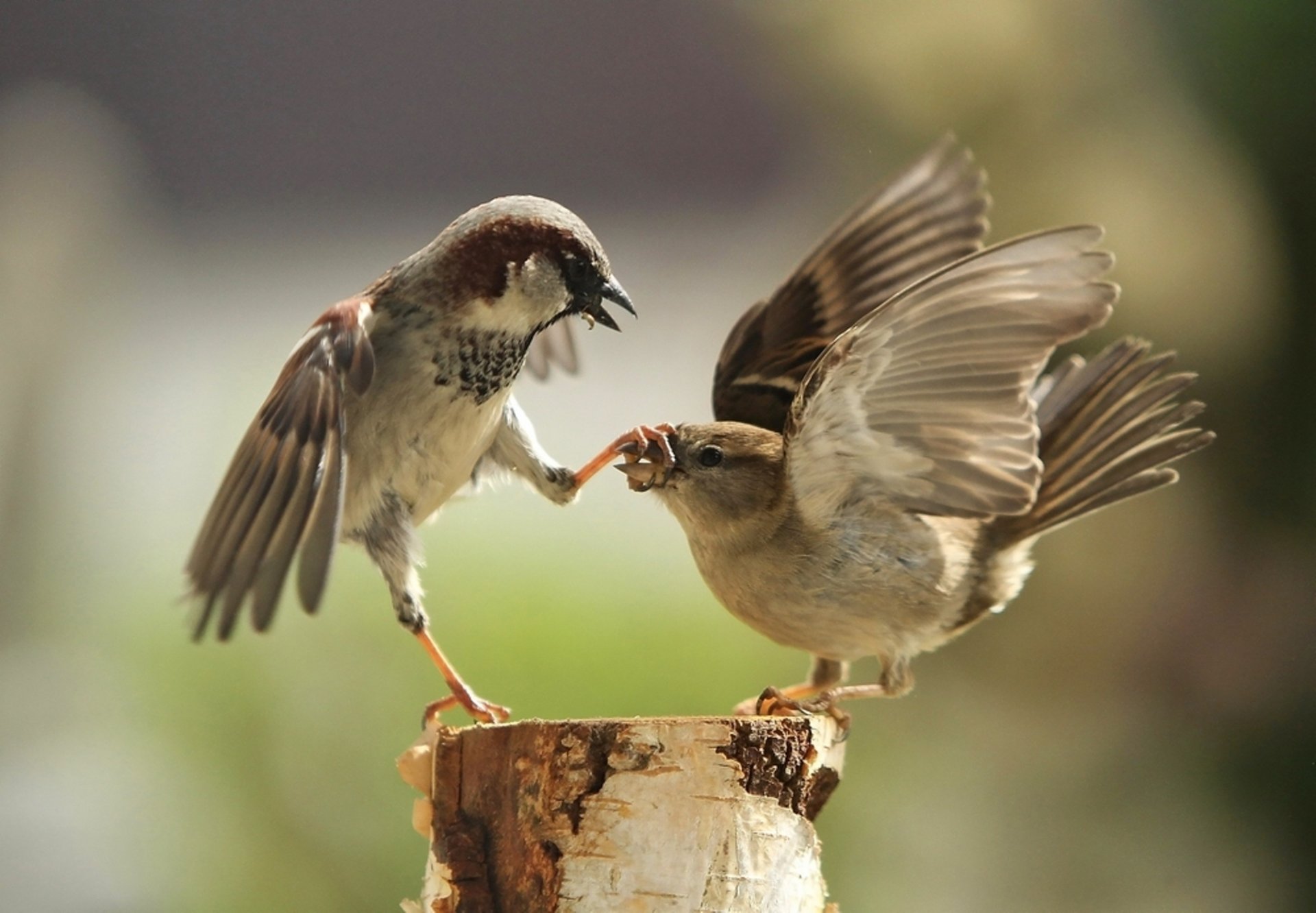 gorriones patas pico tocón juego aves plumas