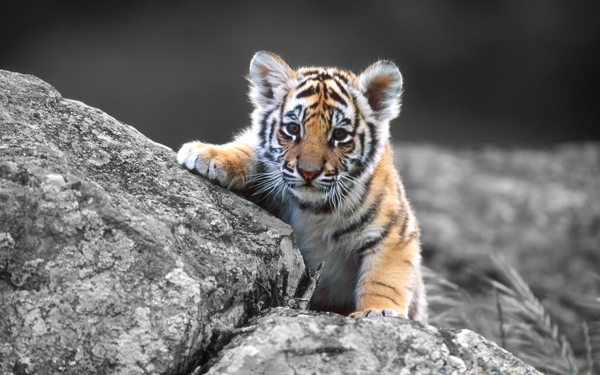 tigre sur pierre enfant chat félin yeux