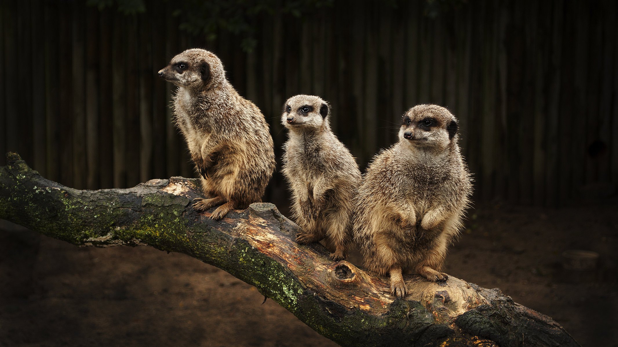 meerkats suricatas familia árbol tronco centinela ojos mirada animales