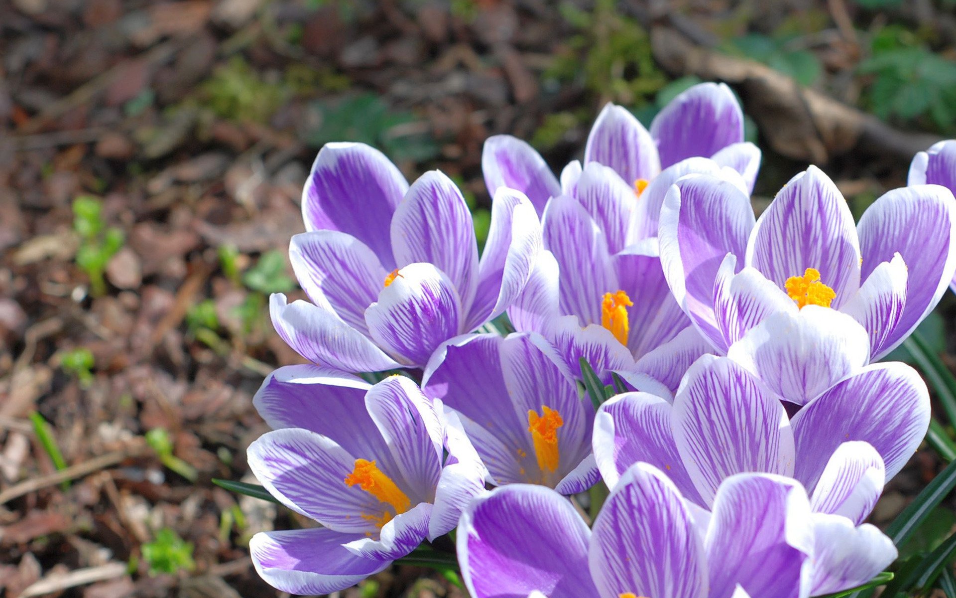 blumen makro krokusse primel natur frühling