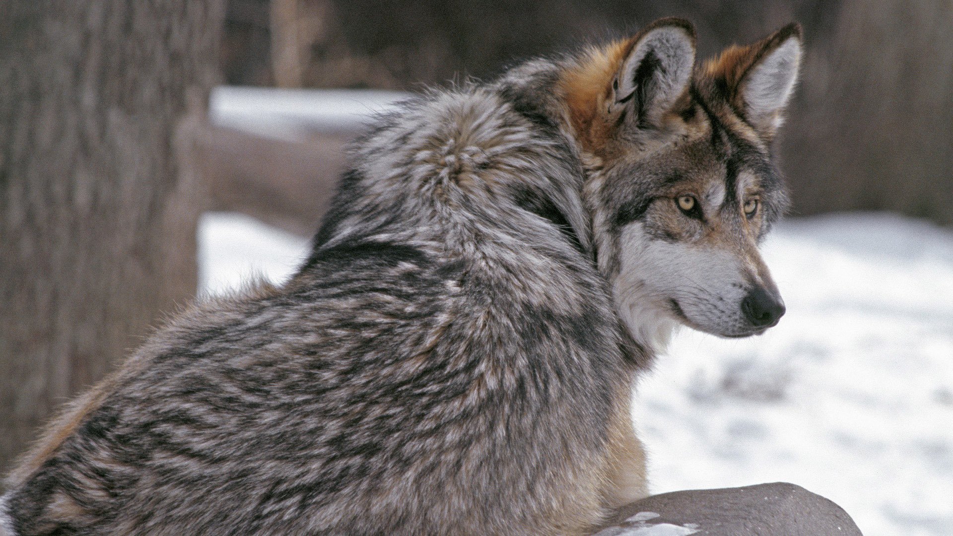 волк взгляд wolf шерсть зима хищник снег животные волки