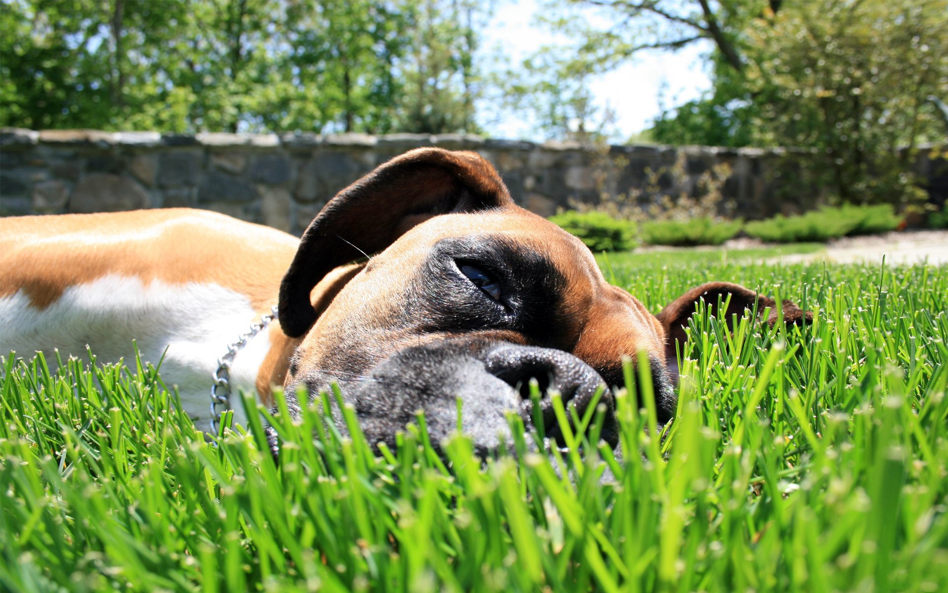 chien couché sur l herbe chien herbe triste terre photo été chiens animaux boxeur