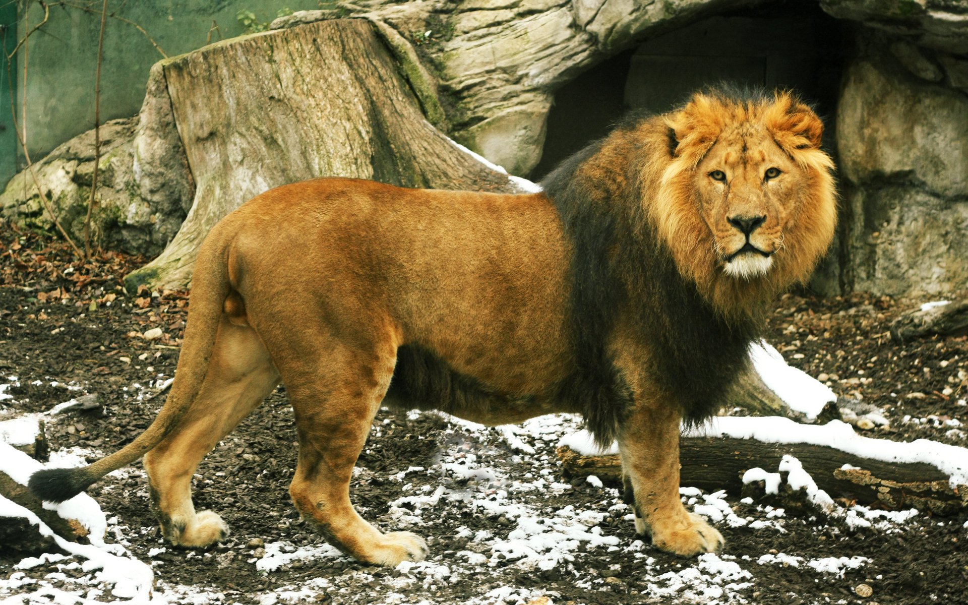 lion crinière queue bêtes regard roi animaux félin prédateurs