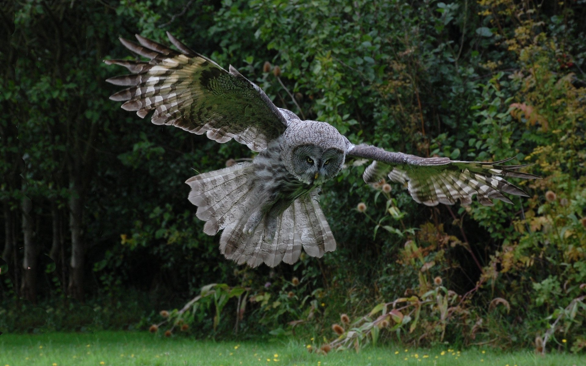 oiseau hibou vol plumes ailes forêt arbres verdure buissons oiseaux à plumes