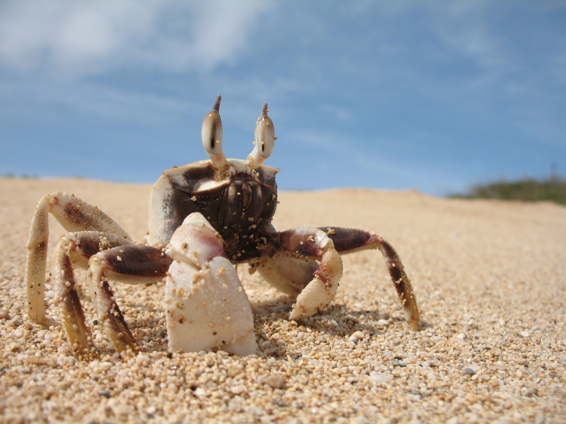 griffes océan côte sable surf crabe gros plan yeux ciel nuages herbe