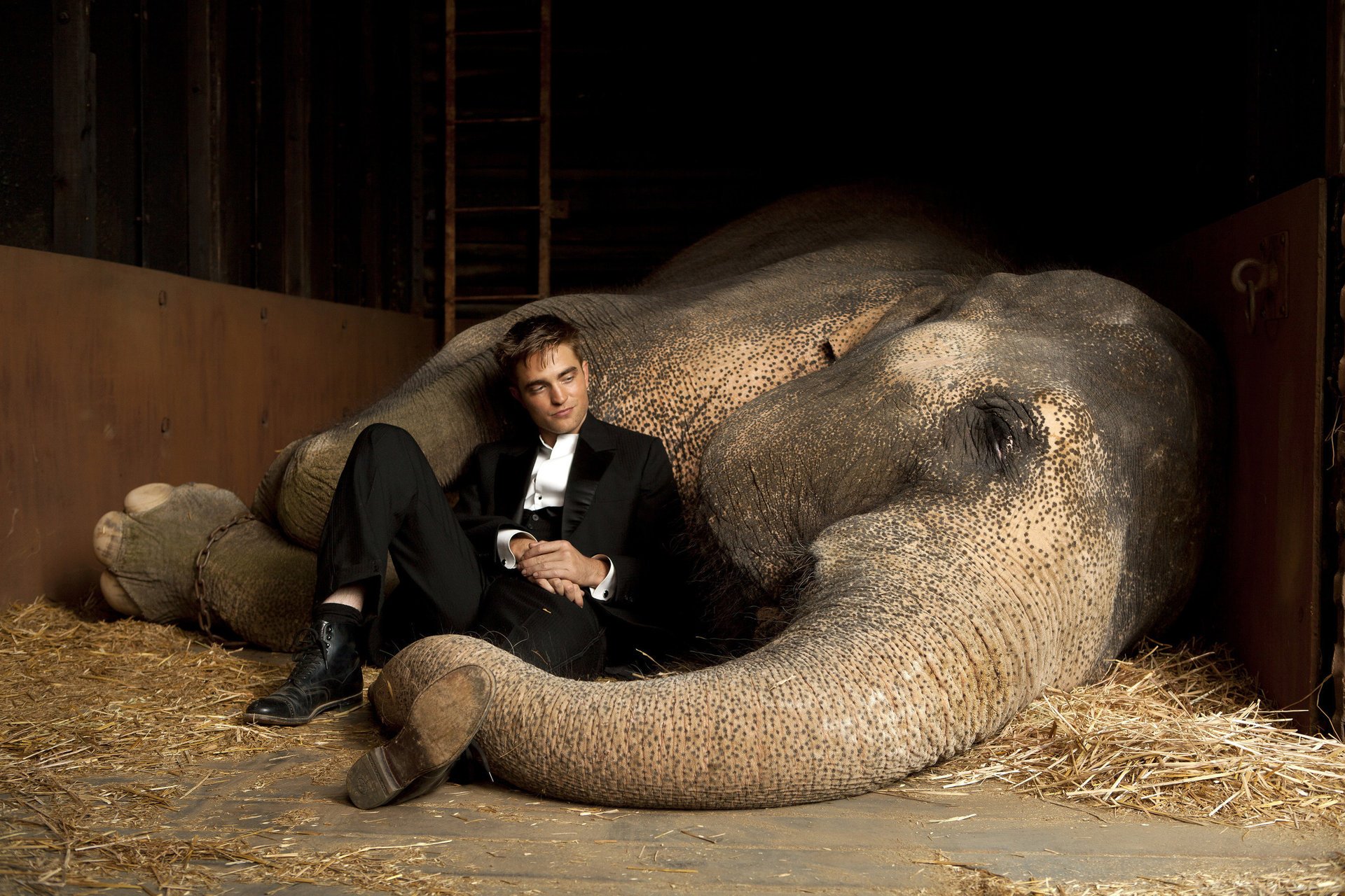 crépuscule éléphants d eau homme robert pattinson animaux éléphants hommes vue cinéma