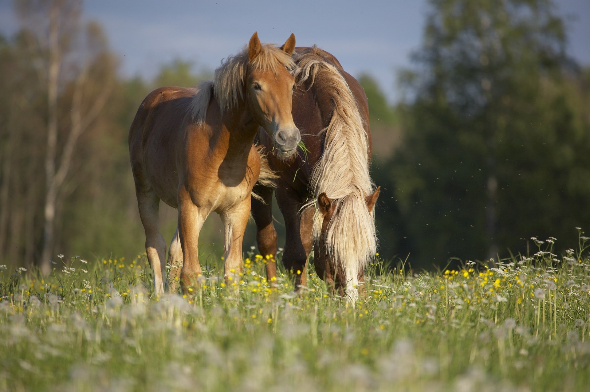 cavalli natura estate erba azienda pascolo cavalli prato animali cavalli ungulati sale