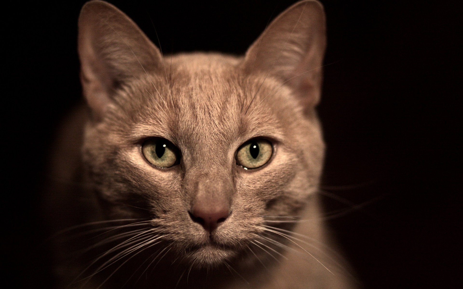 beige chat moustache nez museau yeux verts macro fond noir obscurité laine animaux félin yeux