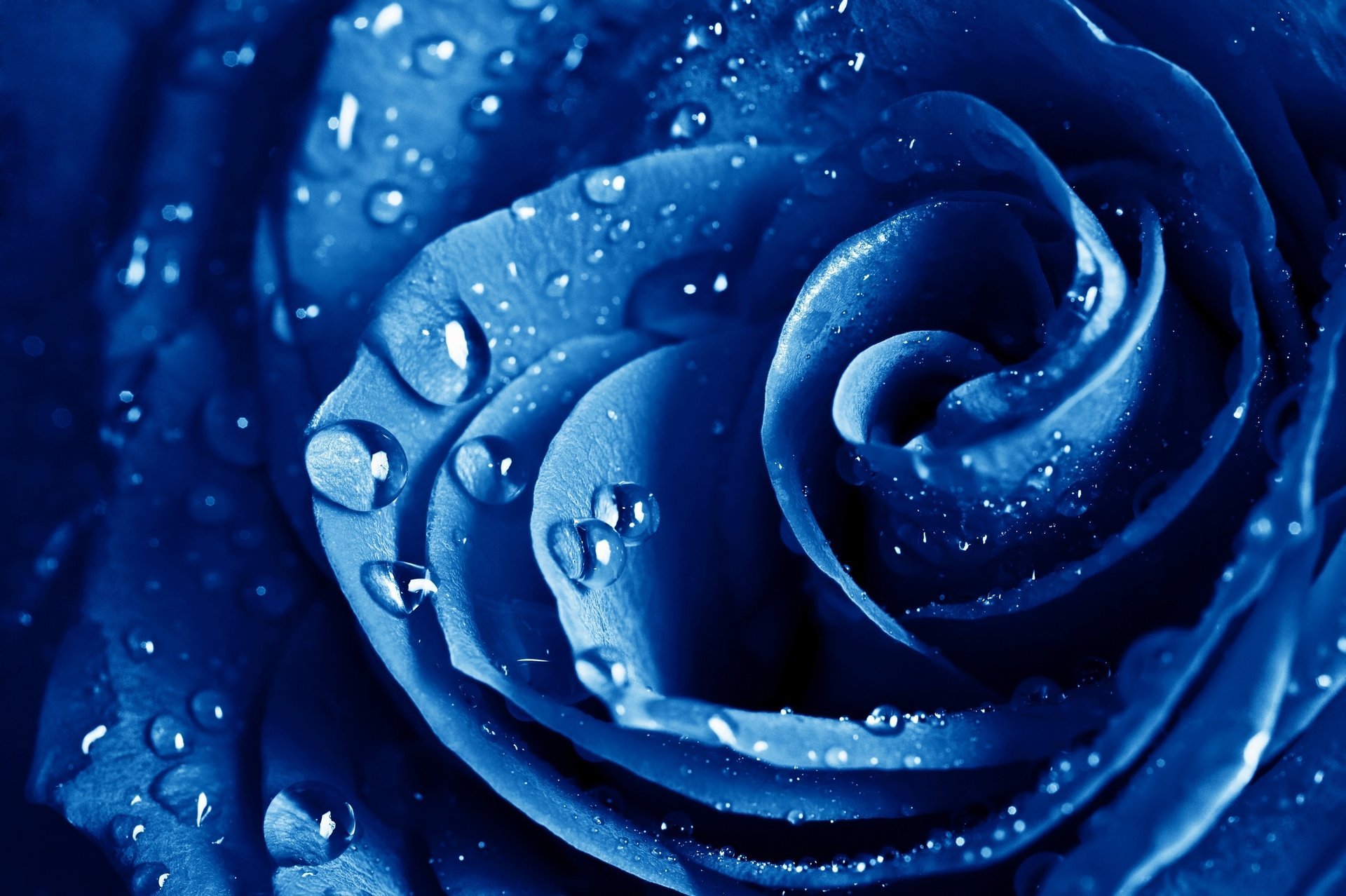 the blue rose fiori macro rosa blu fiore rosa blu gocce rugiada pioggia