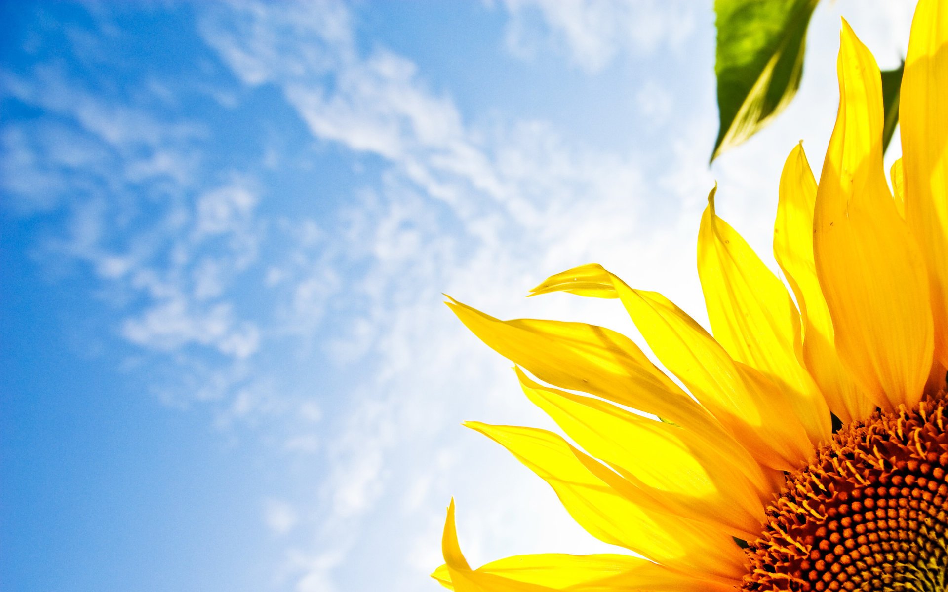 sueño cielo flores girasol