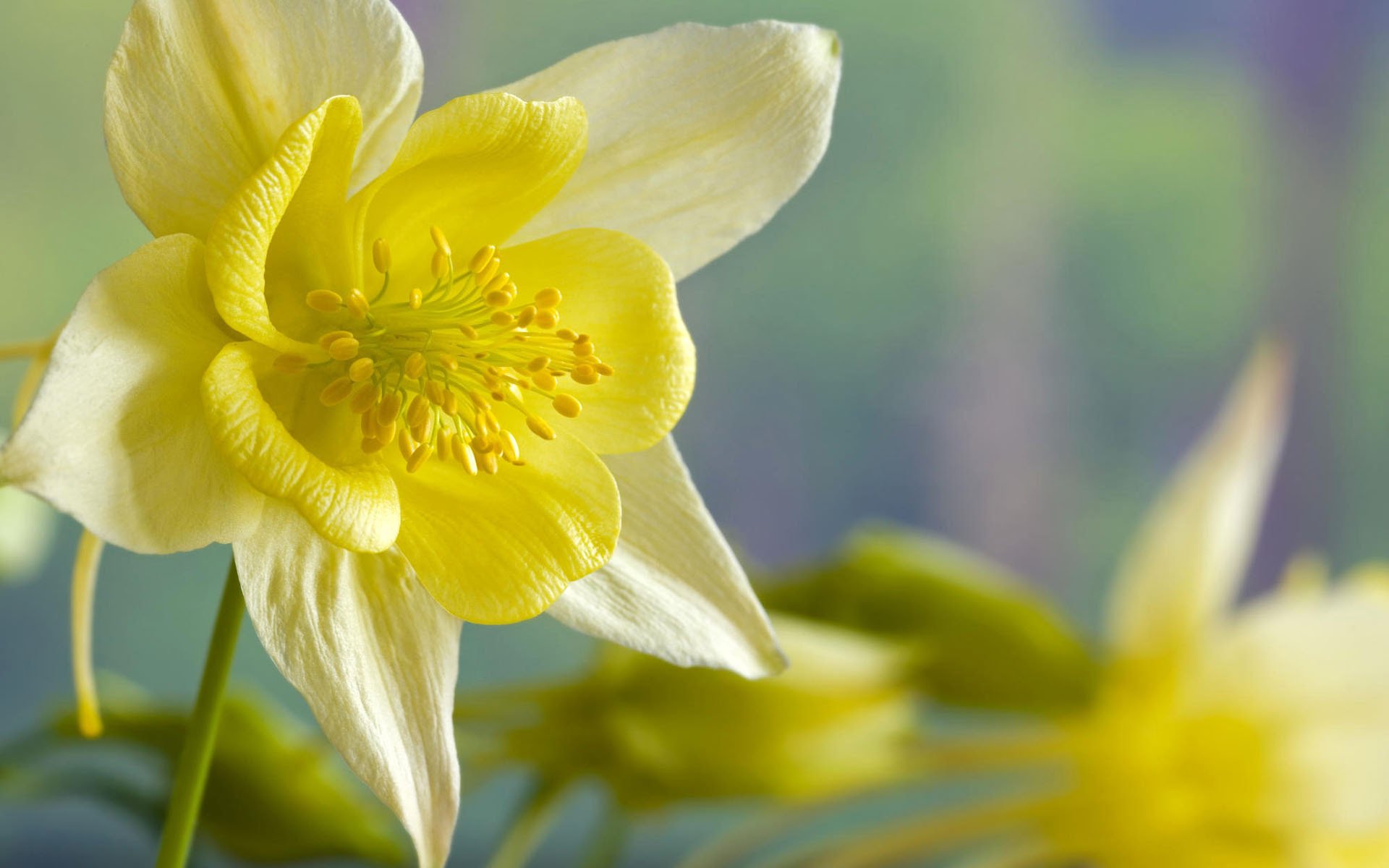 narciso fiore fiori primavera giallo macro