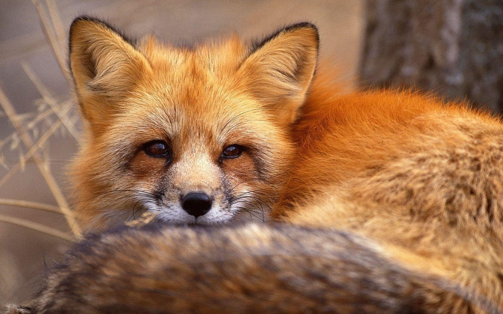 fox red the trick mind ears tail eyes look animals face predator