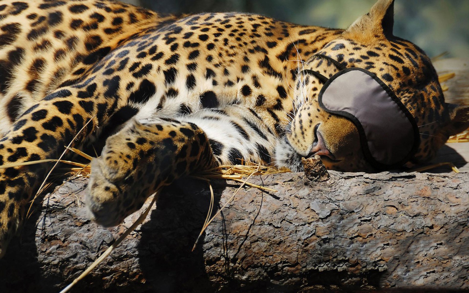 leopardo dormir vendaje gato depredador sueño tronco árbol heno animales depredadores felinos