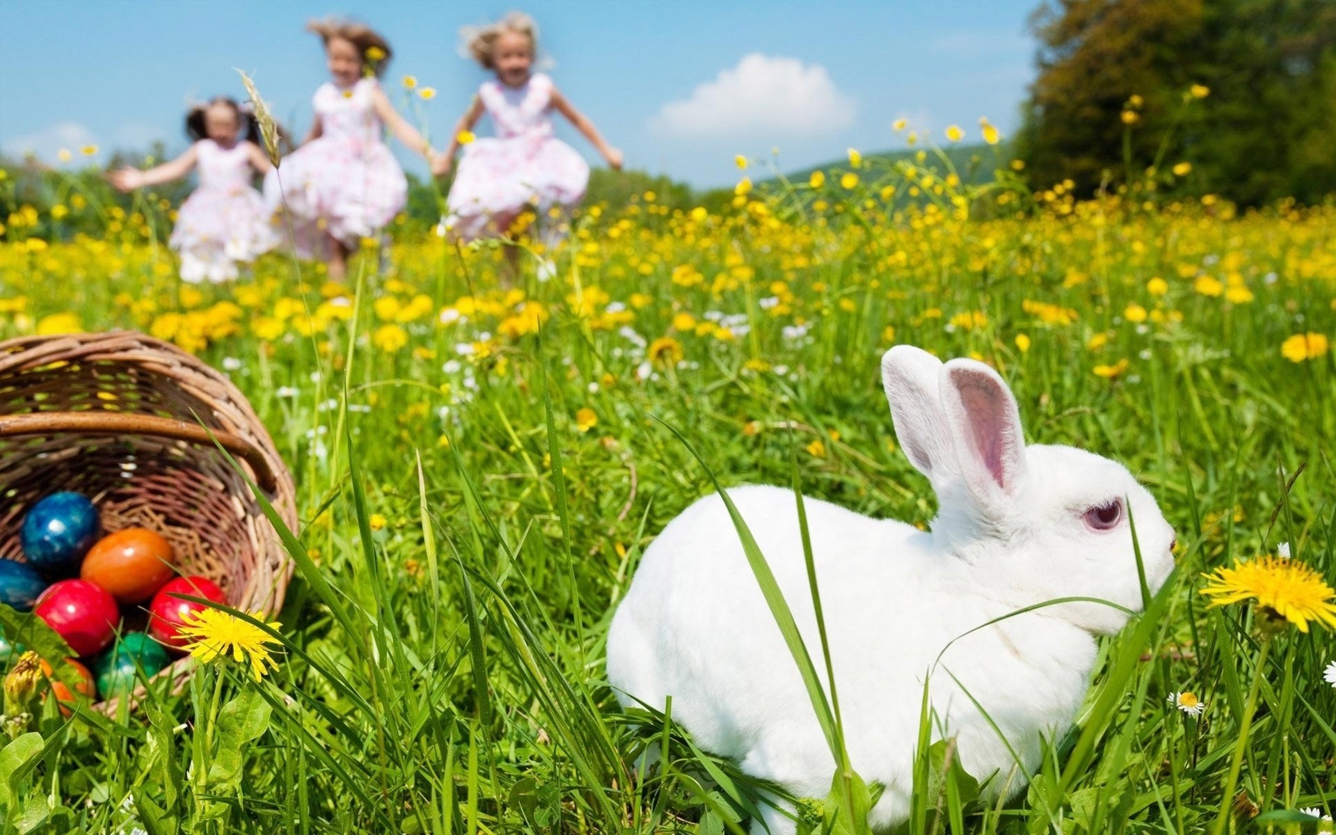 white flowers rabbit eggs multicolored basket basket field joy mood children girls earth grass sky clouds animals holiday