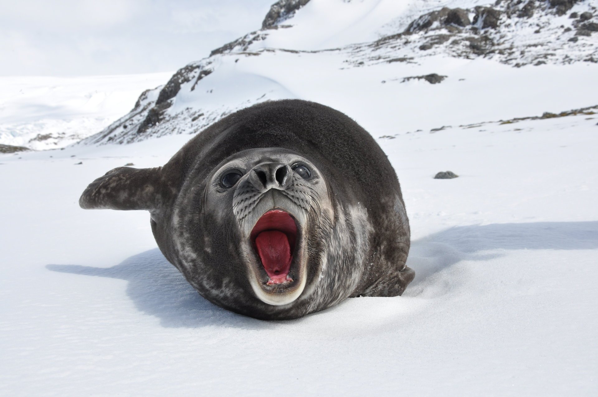 mirounga leonina meereselefant schnee felsen eis ozean winter tiere