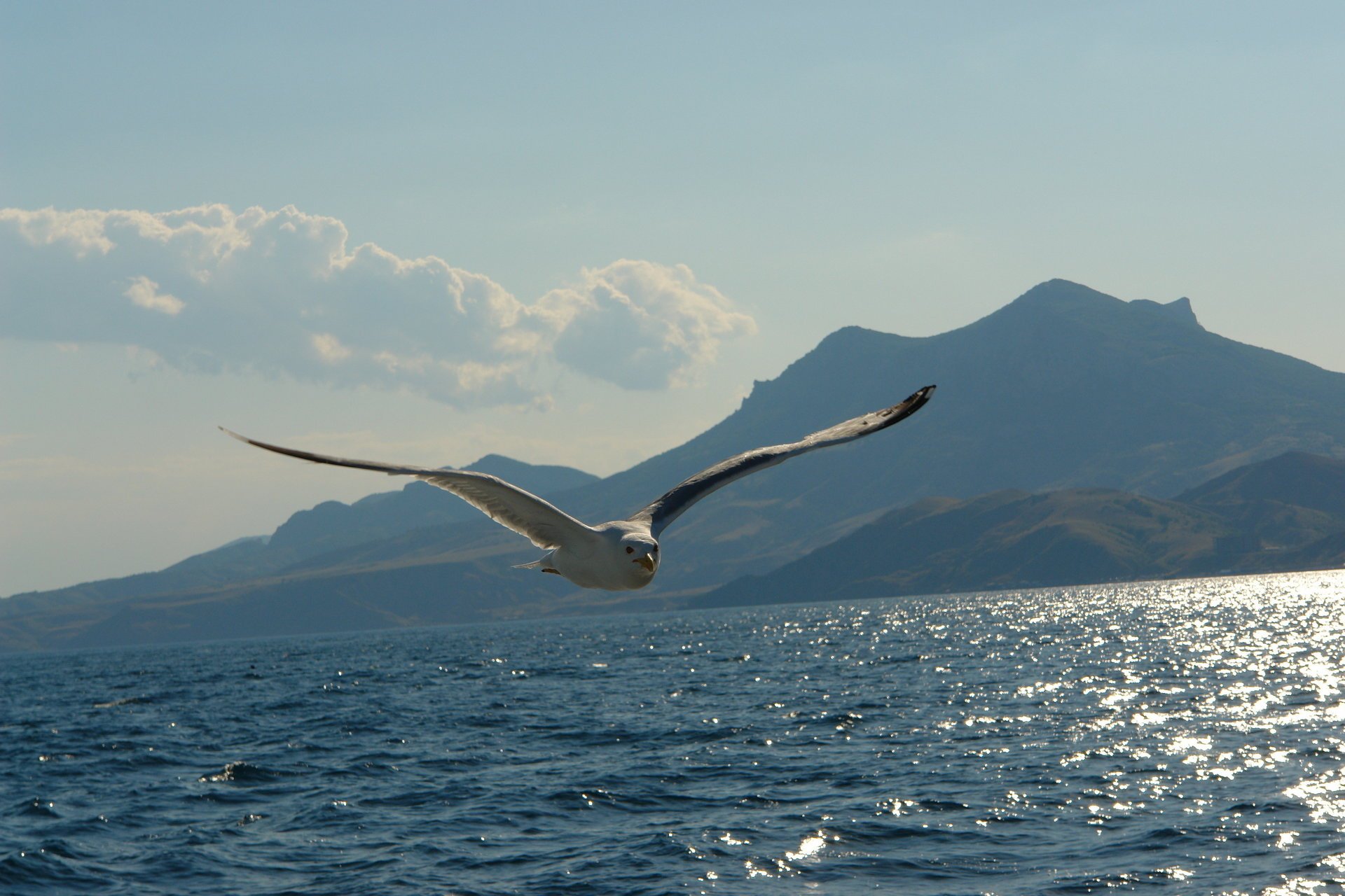 ea mig alaka mountains seagull flight photo view nature wings water animals bird