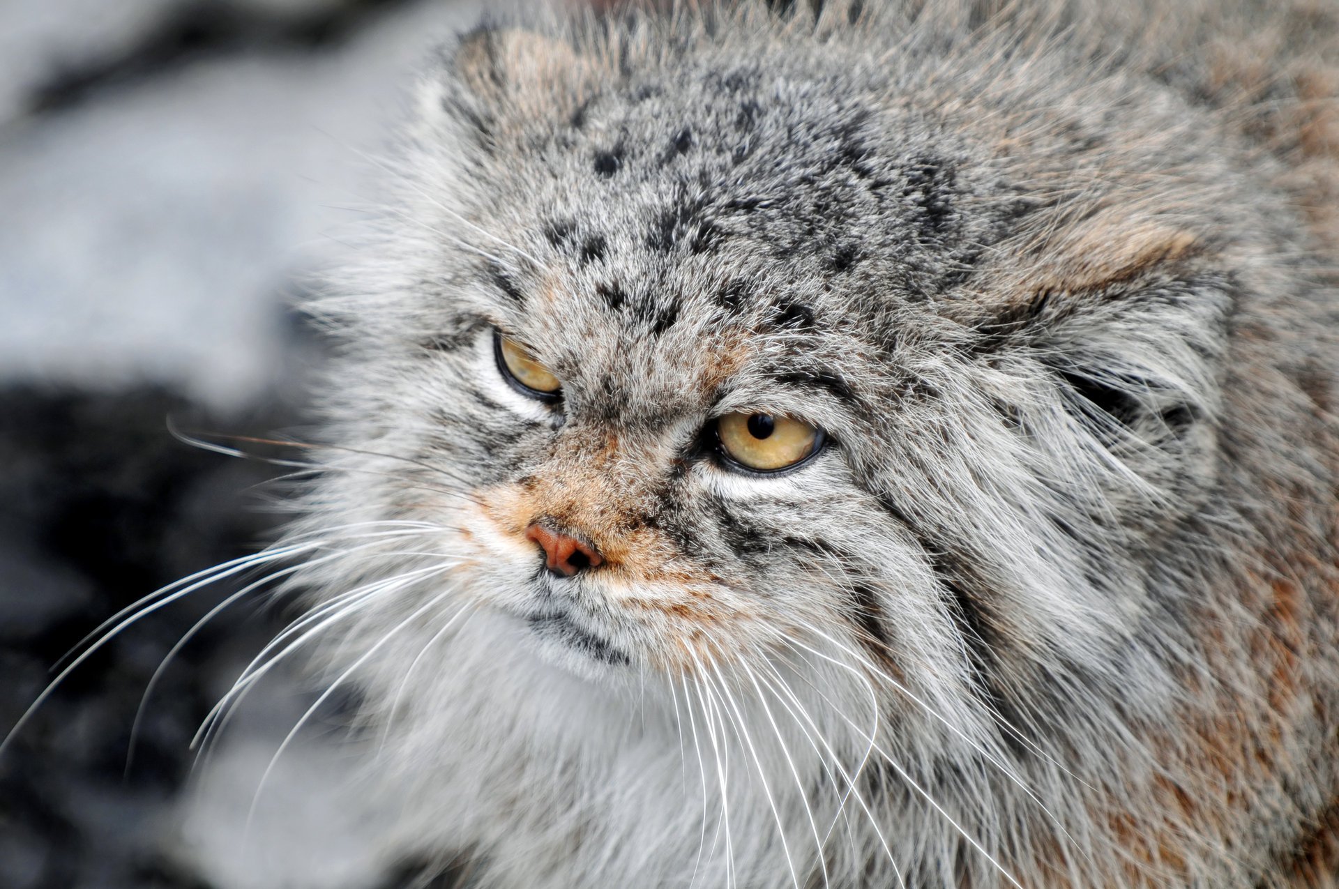 manul sguardo severo gatto peloso muso baffi capelli animali occhi di gatto