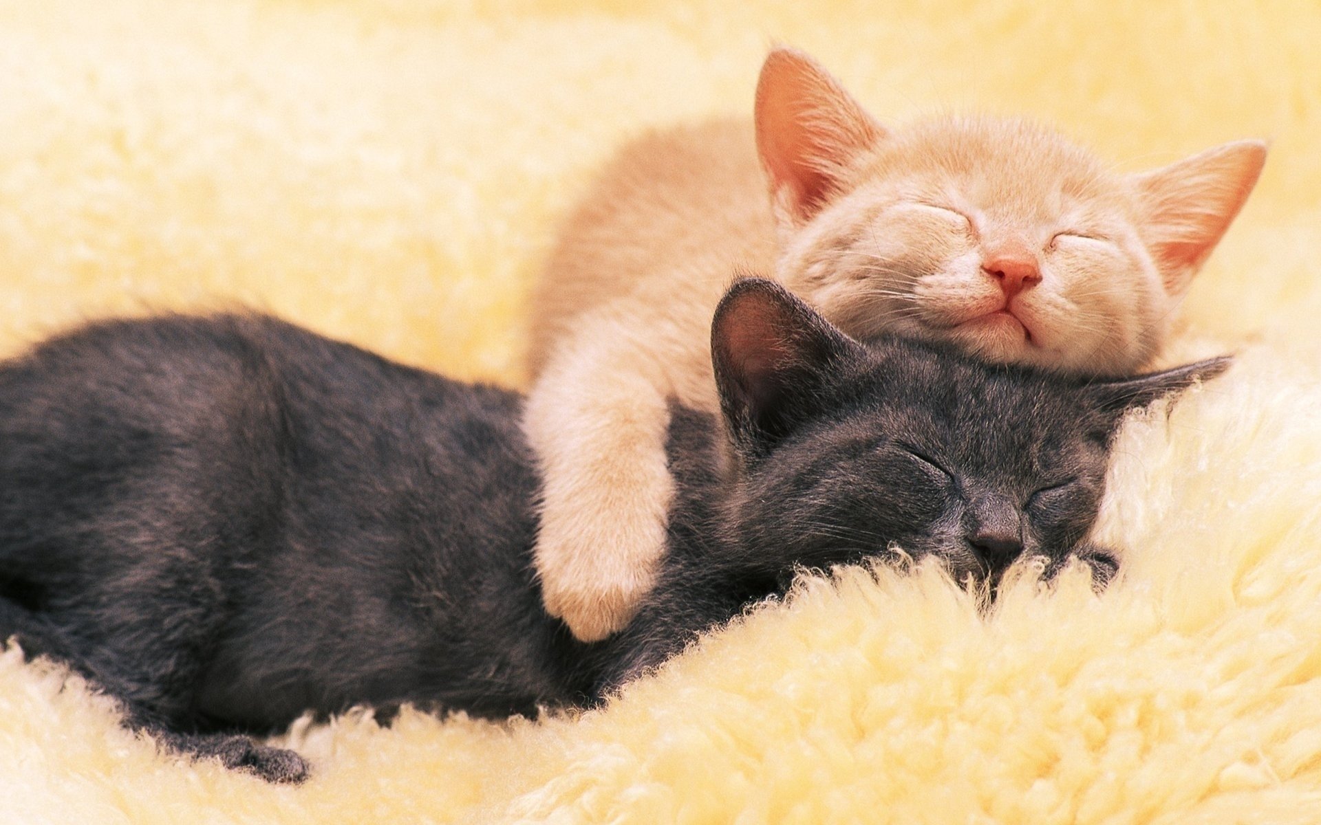 gatitos gatos negro rojo durmiendo animales felinos sueño amistad gatos calor suavidad ternura