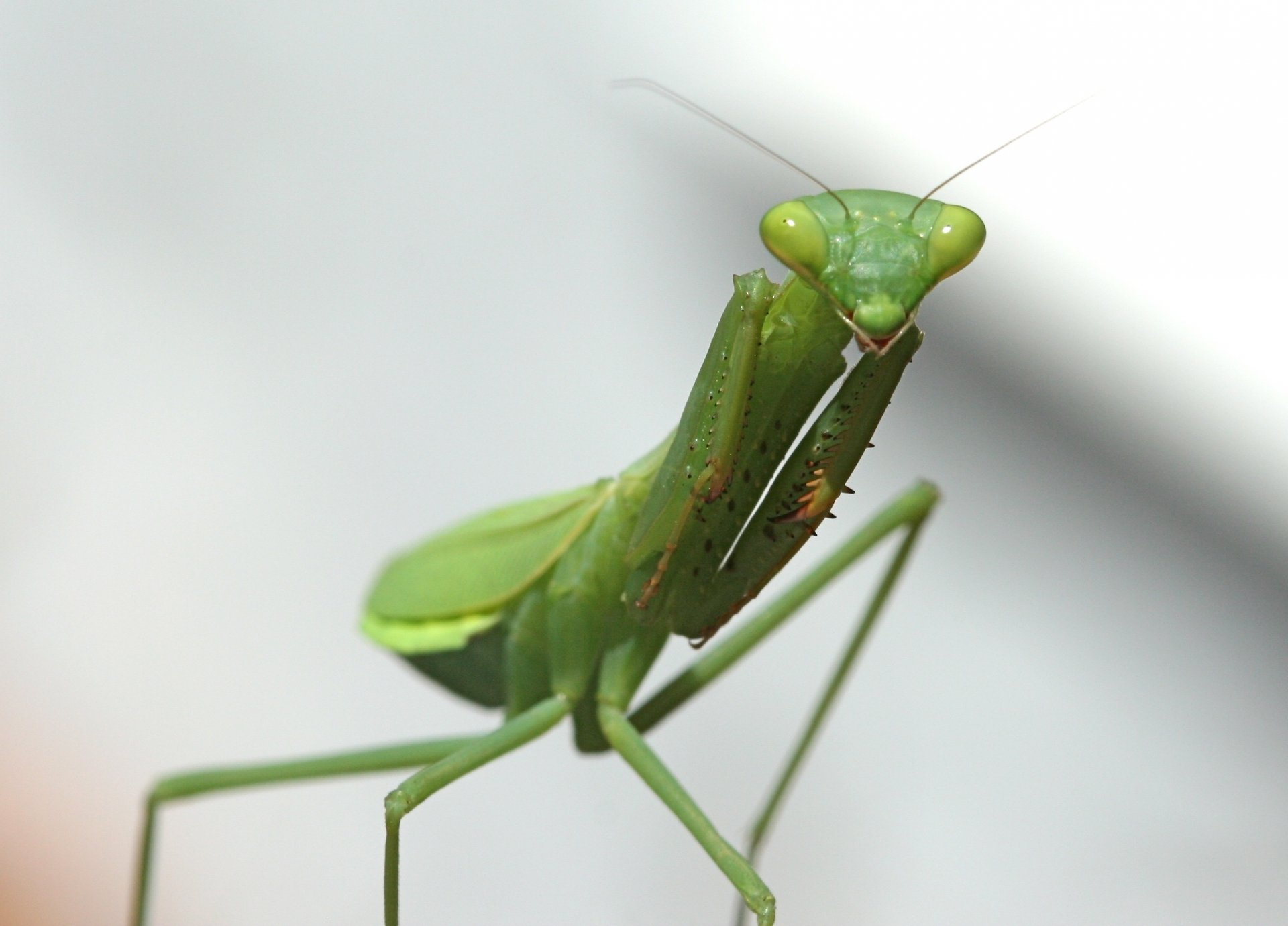 mantide religiosa verde insetto occhi animali macro