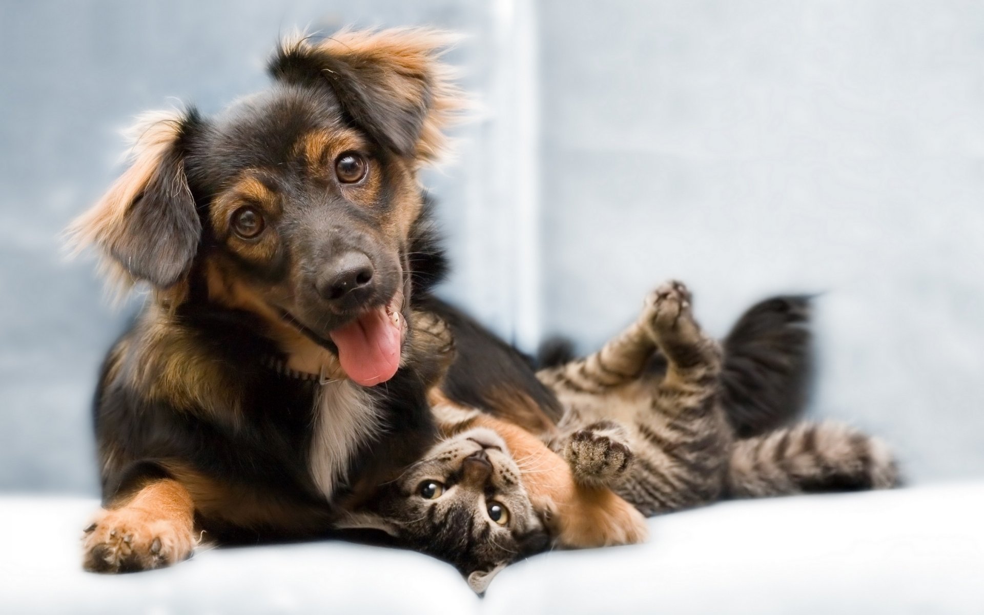 hund katze freunde foto spiel freude tiere hunde blick augen schnauze katze freundschaft gawg-gawg-gawg-gawg-gawg-gawg-gawg-gawg-gawg-gawg-gawg-gawg-gawg-gawg-gawg-gawg-gawg-gawg-gawg-gawg