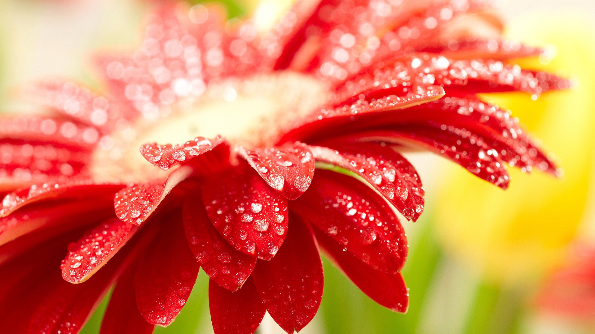 petals red petals flowers red drops flower gerbera rosa macro