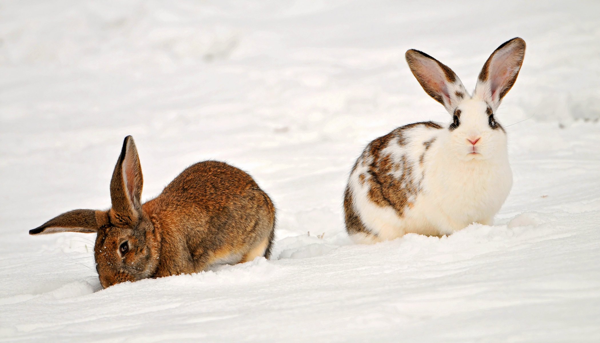 two rabbits in the snow animals rabbits snow winter the snow