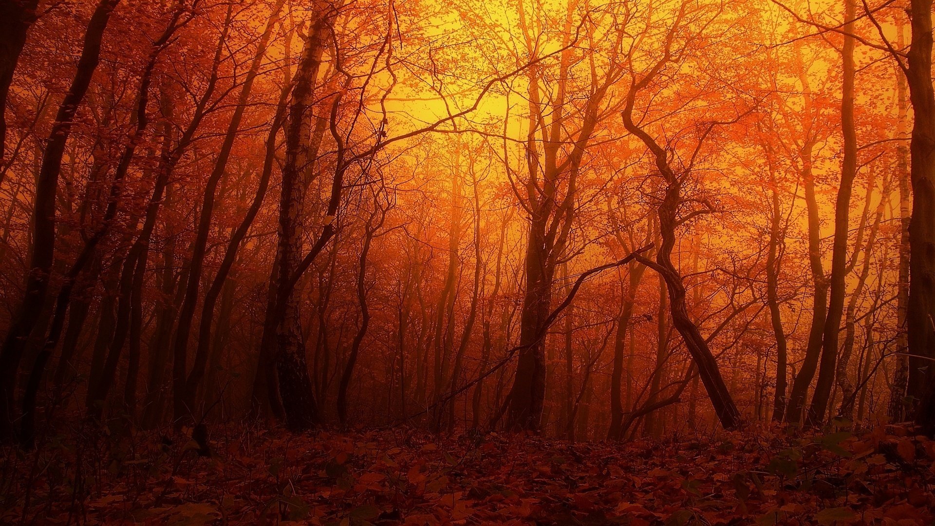 forest red sunset autumn trees nature