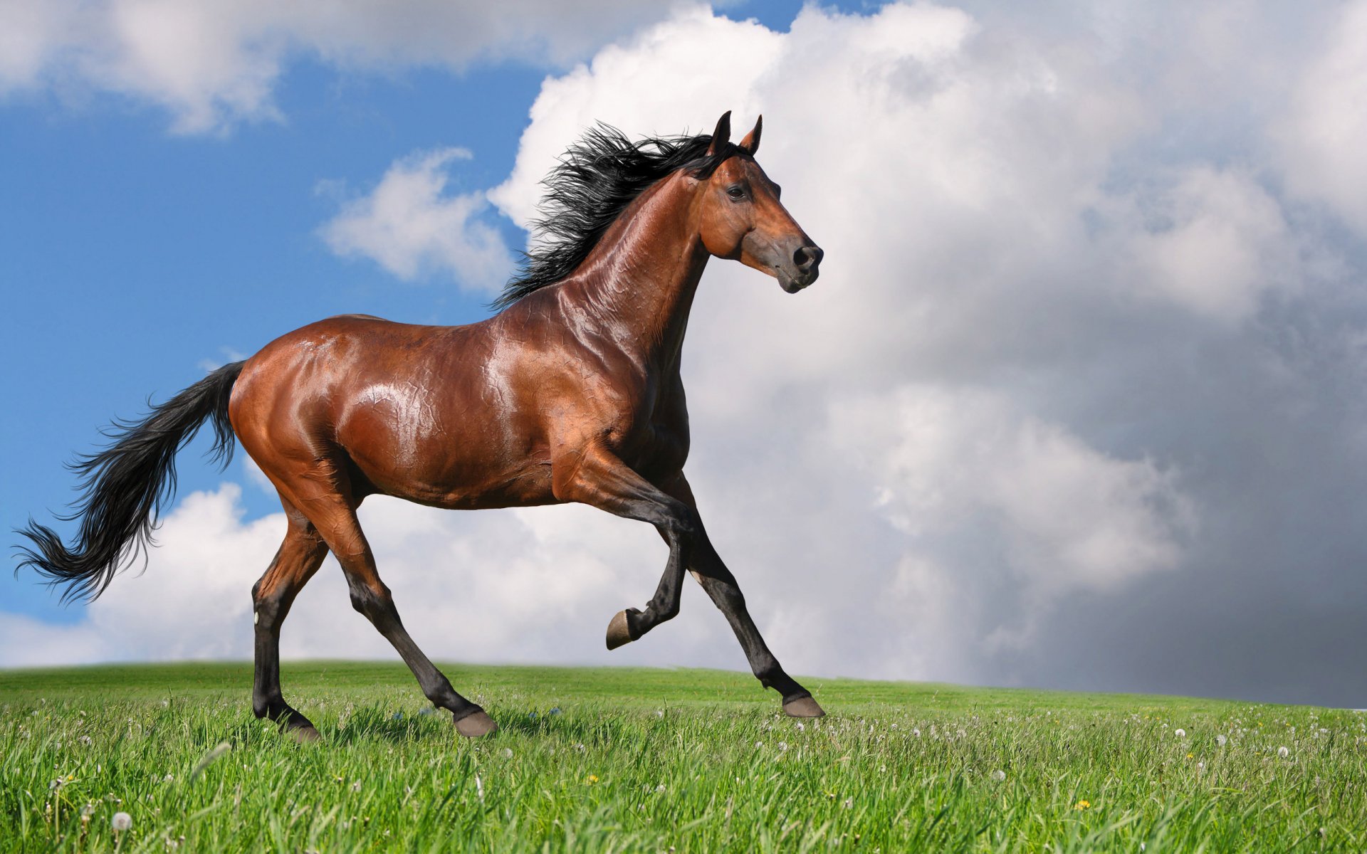 cheval cheval nid photo été course force mouvement crinière terre champ ciel nuages animaux chevaux ongulés