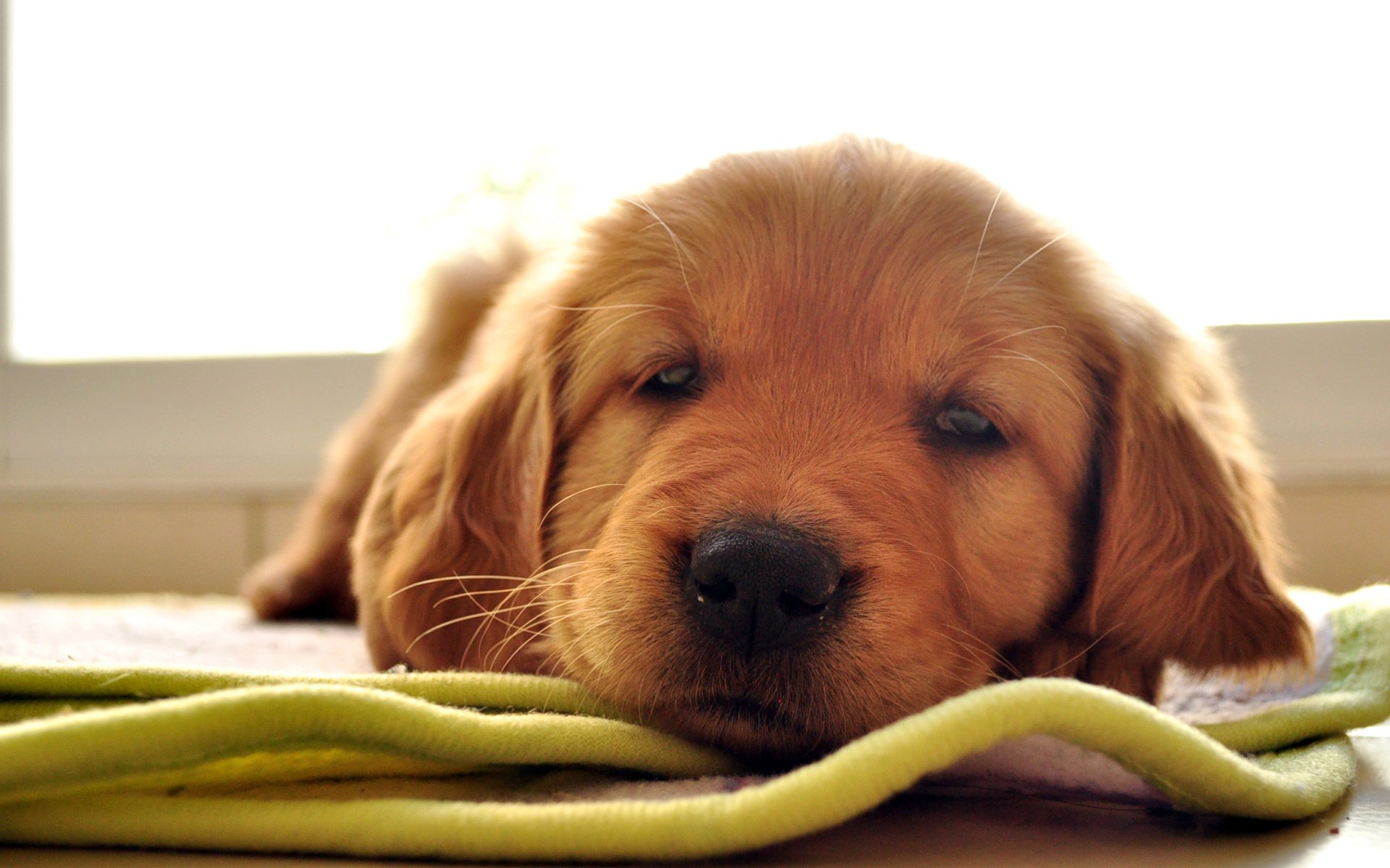 chien chiot vue labrador retriever tapis animaux chiens yeux museau esprit fidélité ami