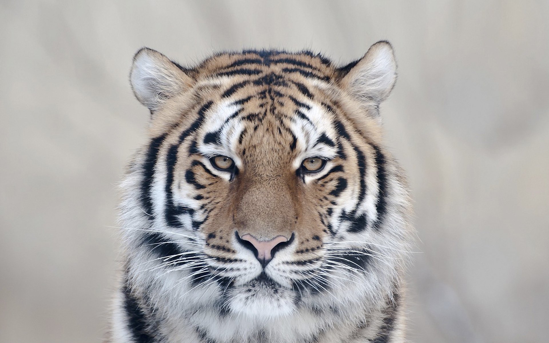 urok tygrys wygląd kot drapieżnik pysk wąsy zwierzęta kot kis-kis-meow-meow oczy