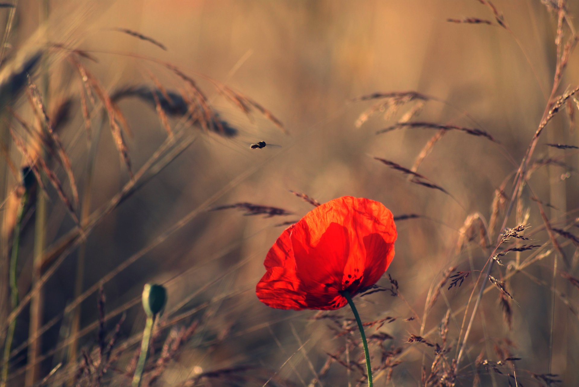 nature flowers field flower spikelets summer mac the evening