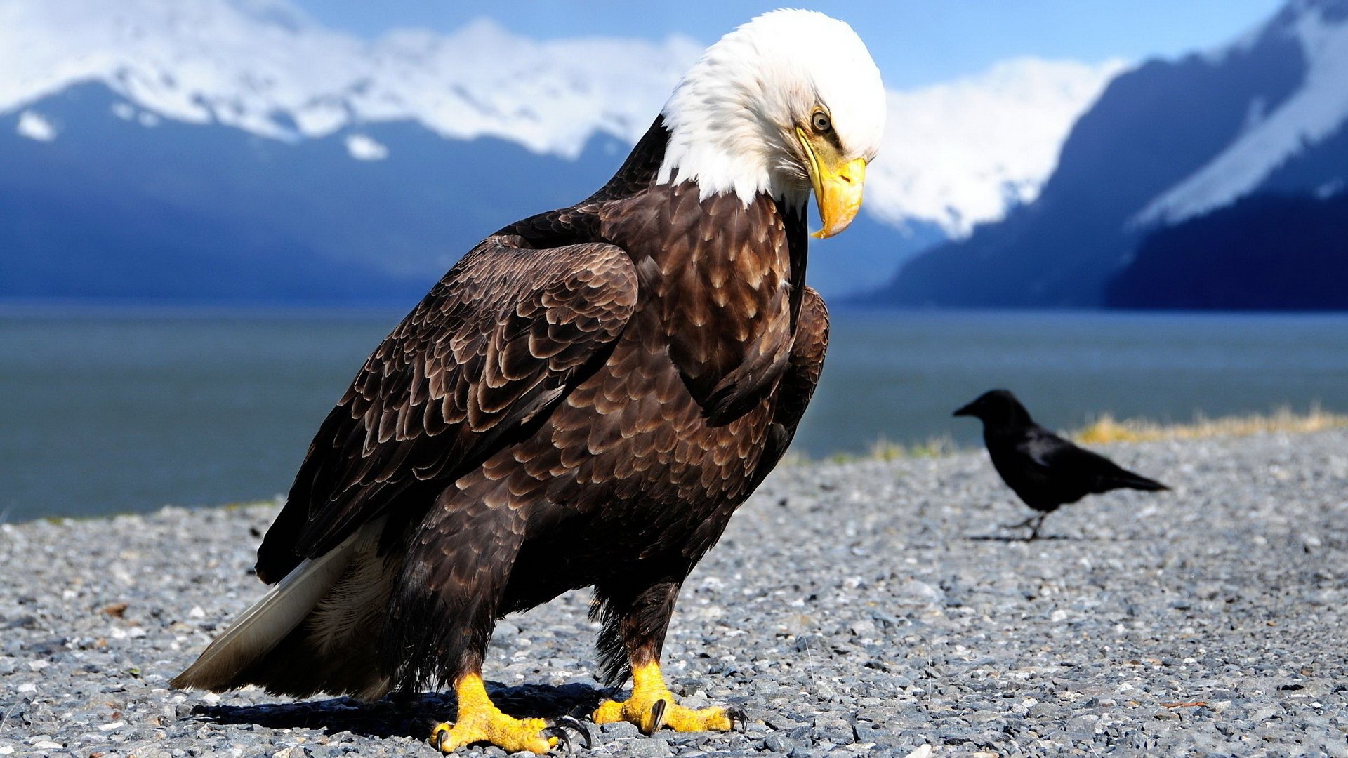 vögel federn krallen fokus schnabel größe adler krähe steine berge meer schnee stolz blick tiere gefiedert