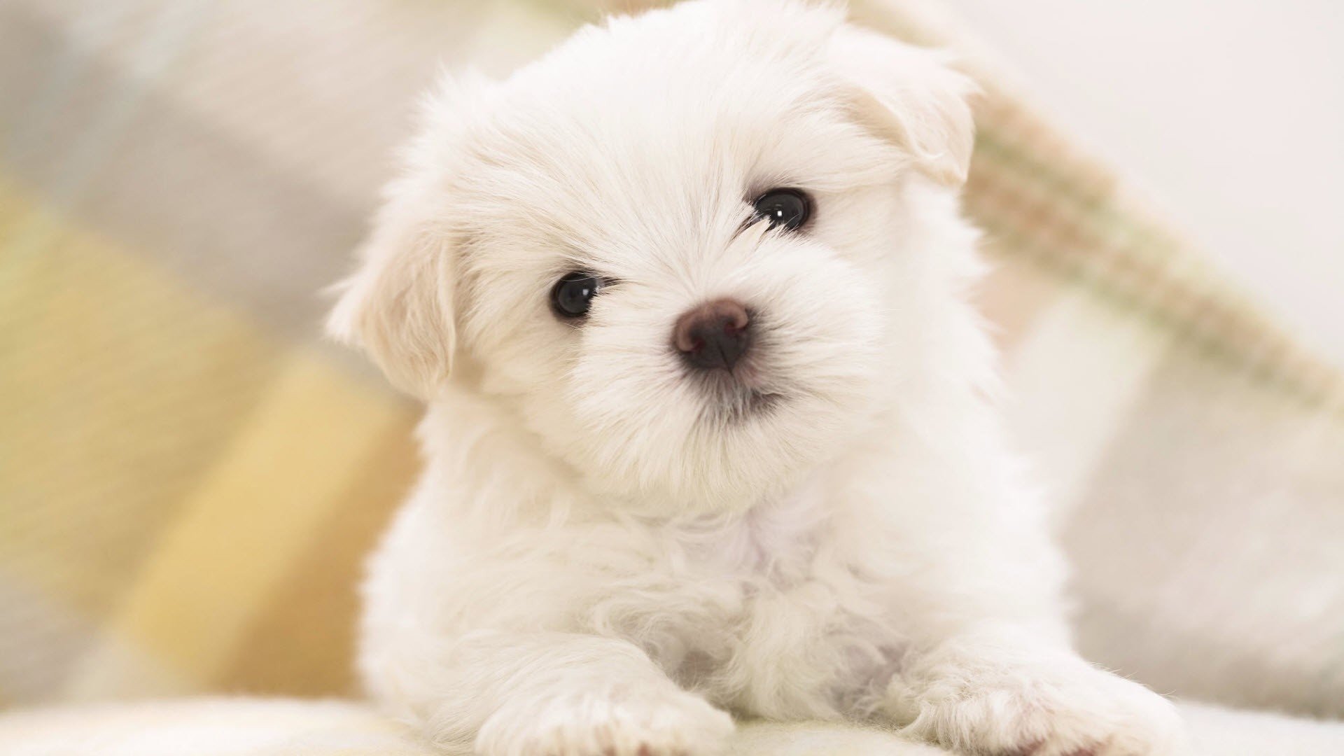 cucciolo carta da parati carino sguardo occhi naso foto animali cani museruola