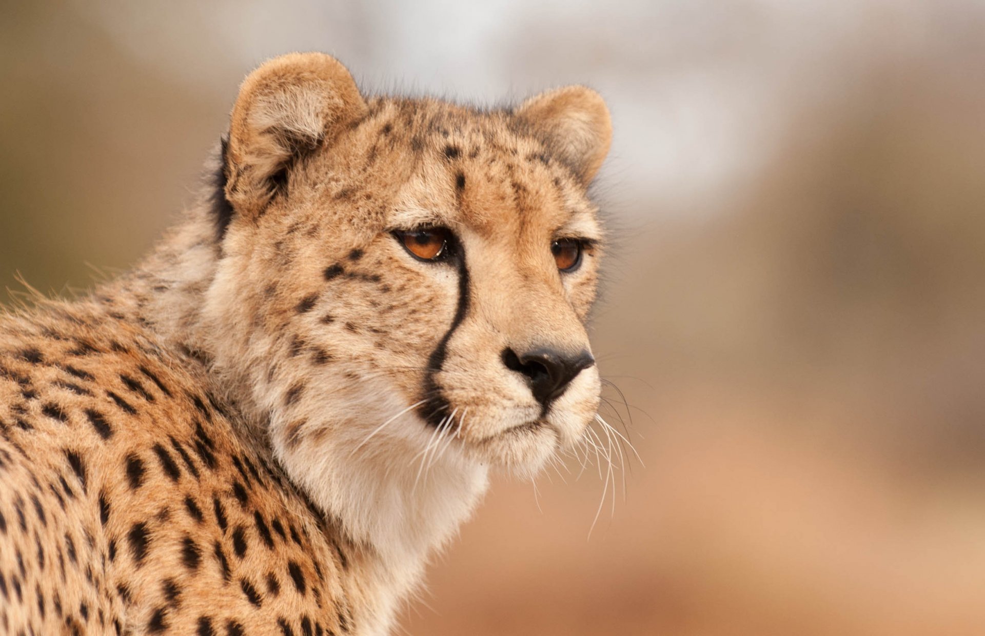 guépard museau à la recherche regard yeux prédateur fond chaud prédateurs animaux félin gros plan