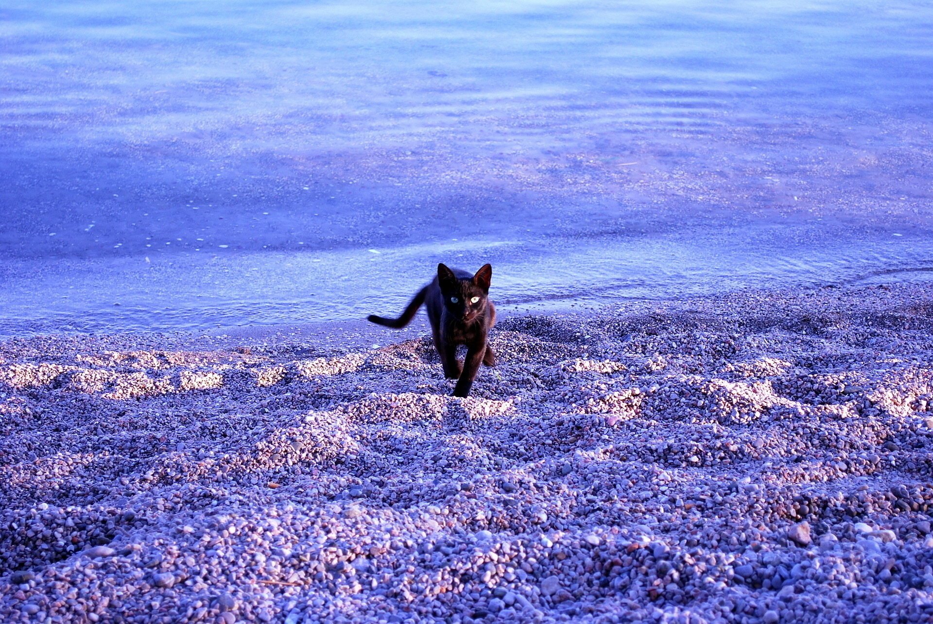 gatto spiaggia mare rocce acqua gatto nero animali felino