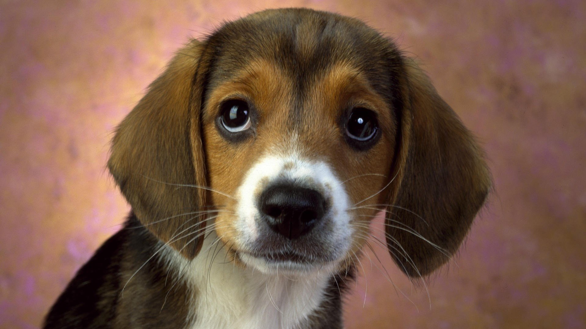 vue chiot papier peint museau moustache gros plan chien dévotion ami fidélité yeux chiens animaux