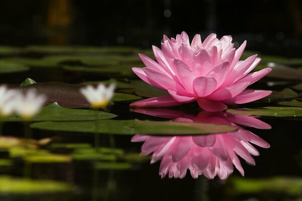 Natura. Fiori in uno stagno. Loto rosa e bianco nello stagno