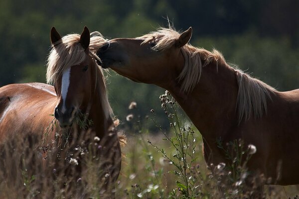 Horses on the field in summer