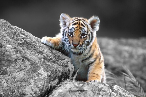 Il cucciolo di tigre impara a caccia di pietre