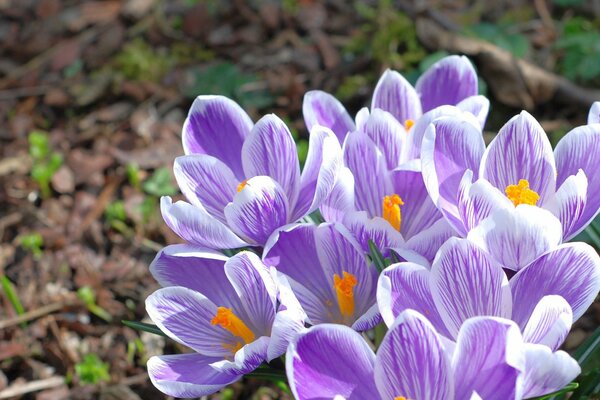 Im Frühjahr Makro-Primeln, Krokusse