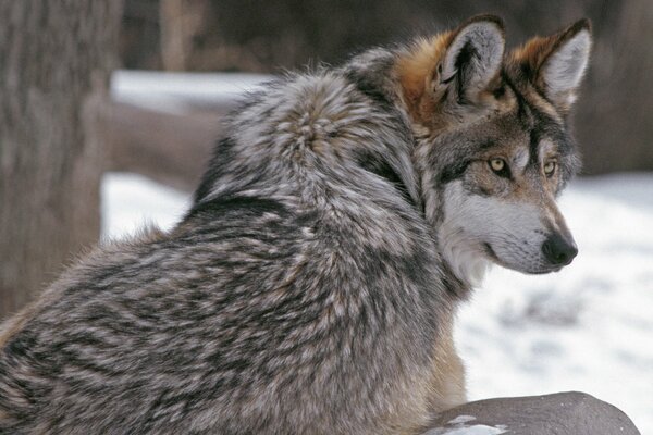 Raubwolf mit gefährlichem Blick im Winter