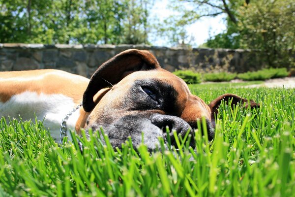 Boxer jour d été se trouve sur l herbe