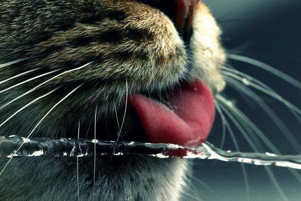 Cat close-up drinking water